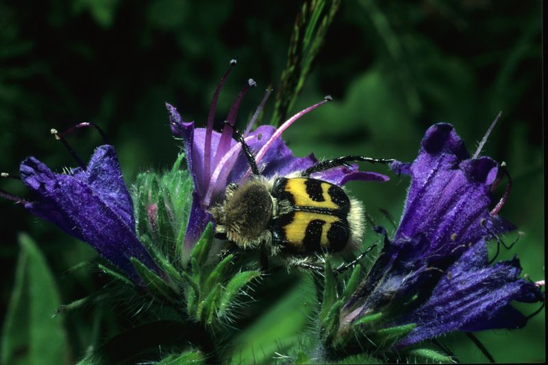 Trichius fasciatus (Cetoniidae)